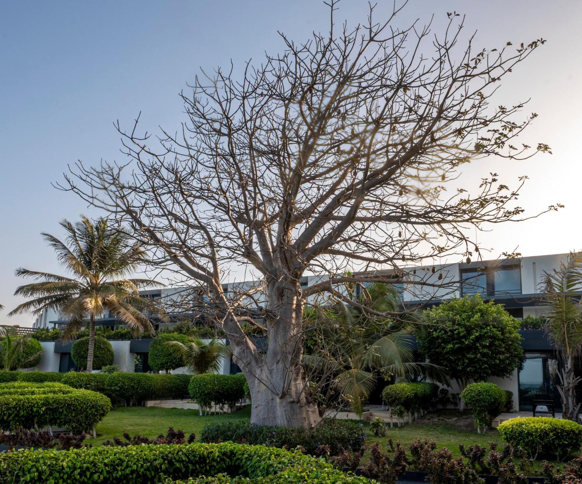 Radisson Blu Hotel, Dakar Sea Plaza Exterior foto A tree in the resort